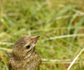 Cortes Island Cowbird photo