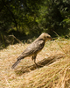 Cortes Island Cowbird photo