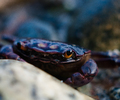 Hemigrapsus nudus - Crab photo from  Cortes Island BC, Canada