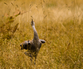 Cortes Island Crane photo