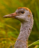 Cortes Island Crane photo