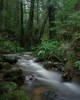 Cortes Island Creek photo