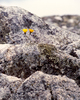 Cortes Island Plant  photo