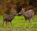 Cortes Island Deer photo