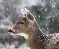 Cortes Island Deer photo