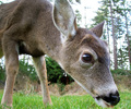 Odocoileus hemionus columbianus - Deer photo from  Cortes Island BC, Canada