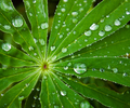 Cortes Island Droplet photo