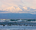 Cortes Island Dunlin photo