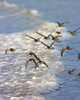 Cortes Island Dunlin photo