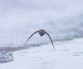 Cortes Island Dunlin photo