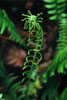 Cortes Island Fern photo