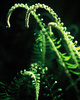 Cortes Island Fern photo