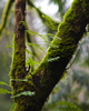 Cortes Island Fern photo
