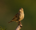 Cortes Island Finch photo