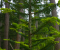 Cortes Island Fir Tree photo