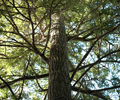 Cortes Island Fir Tree photo