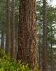 Cortes Island Forest photo
