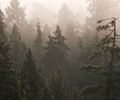 Foggy Forest - Forest photo from Manson Landing Cortes Island BC, Canada