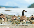 Cortes Island Bird  photo