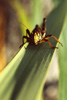 Cortes Island Grasshopper photo