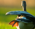 Goose pano-vision - Greater White-fronted Goose photo from  Cortes Island British Columbia, Canada