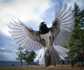 Flight - Junco photo from  Cortes Island BC, Canada