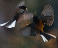 Cortes Island Junco photo