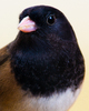Cortes Island Junco photo
