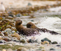 Cortes Island Otter photo