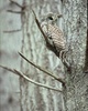 Cortes Island Owl photo