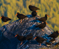 Cortes Island Oystercatcher photo