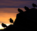 Cortes Island Oystercatcher photo