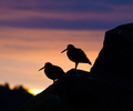 Cortes Island Oystercatcher photo