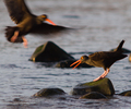 Cortes Island Oystercatcher photo