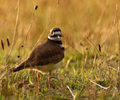 Cortes Island Plover photo