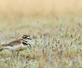 Cortes Island Plover photo