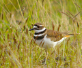 Cortes Island Plover photo