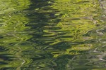 Cortes Island Reflection  photo