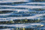 Cortes Island Reflection  photo
