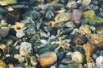 Cortes Island Reflection  photo