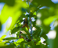 Cortes Island Robin photo