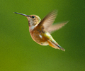 Rufous Hummingbird - Rufous Hummingbird photo from Smelt Bay Cortes Island BC, Canada