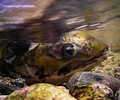 Cortes Island Salmon photo