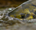 Cortes Island Salmon photo