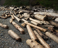 Cortes Island Shoreline photo