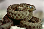 Cortes Island Snake photo