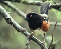Cortes Island Sparrow photo