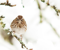 Cortes Island Bird  photo