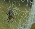 Cortes Island Insect  photo