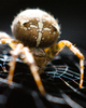 Cortes Island Spider photo